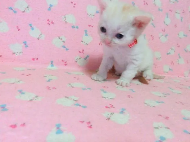 ID：1505-00676の子猫