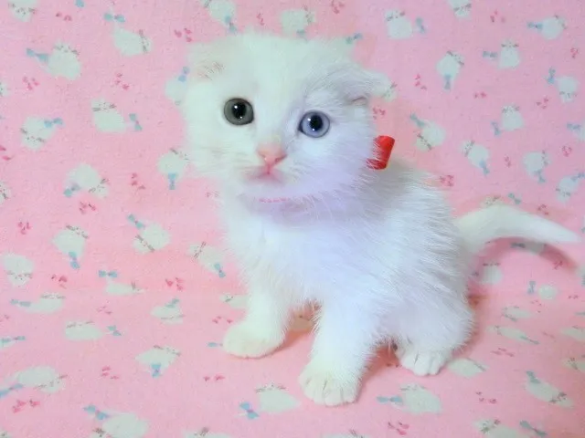 ID:1312-00119の子猫