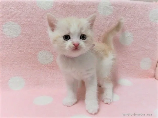 ID：2101-00113の子猫