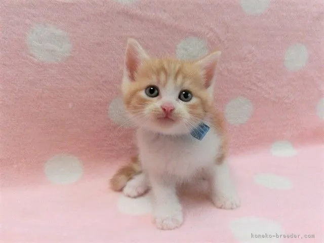 A.S 様のお迎えした子猫