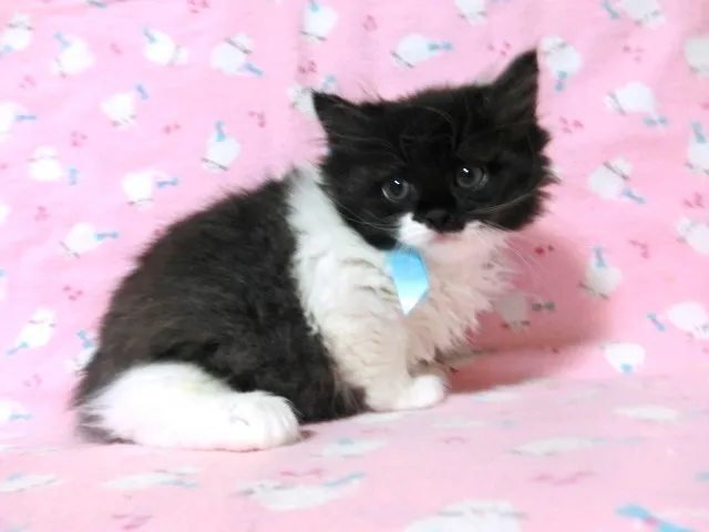 ID：1212-00098の子猫