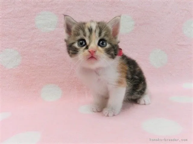 ID：2105-01491の子猫