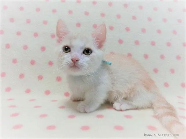 くまもと 様のお迎えした子猫