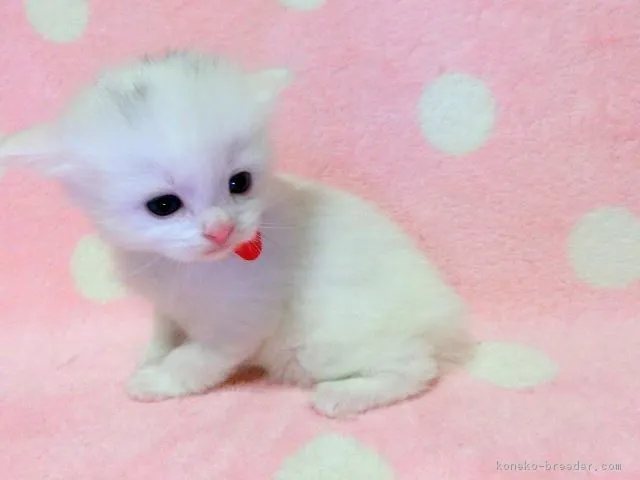 ID：1804-00838の子猫