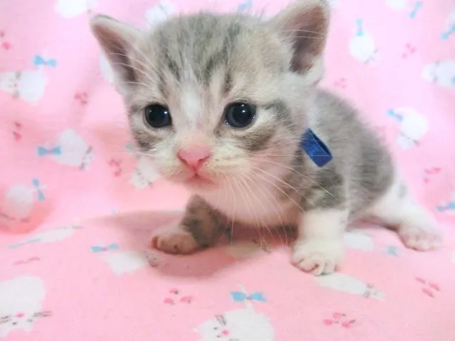 ID:1110-00031の子猫