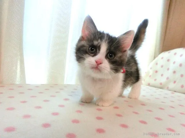 ID：2203-01401の子猫