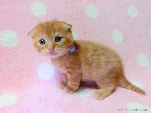 ID:1610-00168の子猫