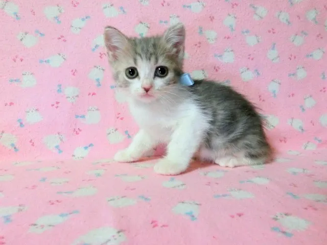 ID:1312-00121の子猫