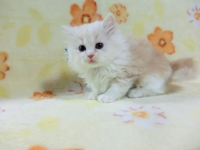 ID：1302-00019の子猫