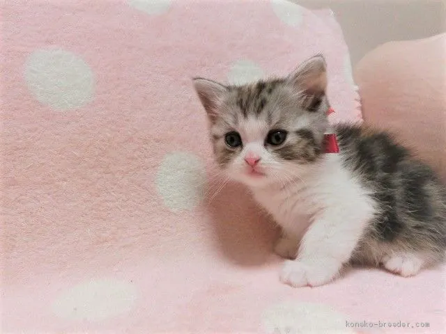 ID：2004-02143の子猫