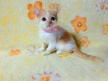 マンチカン【広島県・女の子・2013年8月20日・レッドタビー&ホワイト（ショート）】の写真「長足タイプの可愛い女の子です♪」