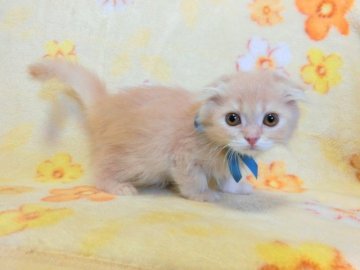 スコティッシュフォールド【広島県・男の子・2013年4月6日・クリームタビー（ロング）】の写真「クリーム色の折れ耳ロングの男の子です♪」