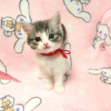 スコティッシュフォールド【広島県・女の子・2023年2月9日・ダイリュートキャリコ（ショート）】の写真「やさしい毛色のキャリコちゃん♪」