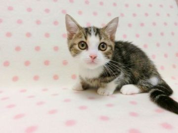 マンチカン(短足)【広島県・男の子・2019年8月26日・ブラウンタビー&ホワイト（ショート）】の写真「可愛らしいお顔のコです♪」