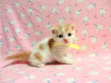 マンチカン【広島県・男の子・2013年2月3日・;レッドタビー&ホワイト（ショート）】の写真「」