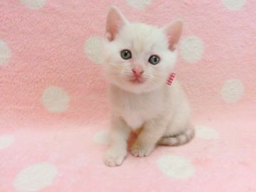 マンチカン(長足)【広島県・女の子・2019年8月30日・クリームタビー（ショート）】の写真「やさしい毛色の女の子です♡」