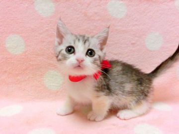 マンチカン(短足)【広島県・女の子・2019年10月20日・シルバーパッチドタビー&ホワイト（ショート）】の写真「お顔がとっても可愛らしい女の子です」