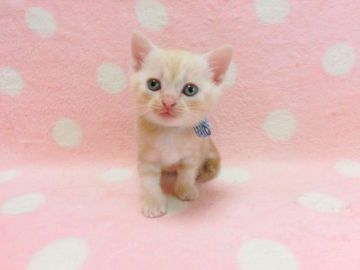 マンチカン(長足)【広島県・男の子・2019年8月30日・レッドタビー（ショート）】の写真「明るい毛色の男の子です♪」