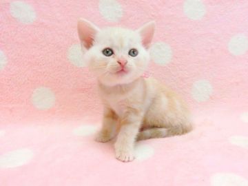 マンチカン(長足)【広島県・女の子・2019年8月30日・クリームタビー（ショート）】の写真「明るい毛色の女の子です♡」