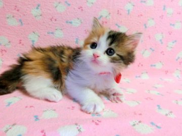 マンチカン【広島県・女の子・2013年4月4日・キャリコ（ロング）】の写真「」