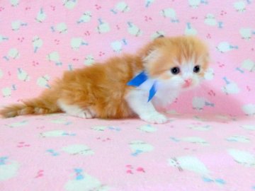 スコティッシュフォールド【広島県・男の子・2013年8月28日・レッドタビー&ホワイト（ロング）】の写真「」