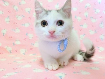 マンチカン【広島県・男の子・2013年6月8日・シルバータビー&ホワイト（ショート）】の写真「とっても可愛らしい男の子です♪」