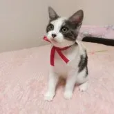 マンチカン(長足)【広島県・女の子・2023年3月11日・キャリコ】の写真1