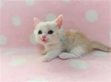 マンチカン(短足)【広島県・男の子・2020年3月5日・レッドタビー&ホワイト】の写真1