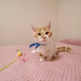 マンチカン(短足)【広島県・男の子・2023年6月7日・レッドタビー&ホワイト】の写真1「撮影日(7月10日)」