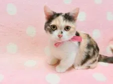 マンチカン(短足)【広島県・女の子・2019年8月19日・キャリコ】の写真1