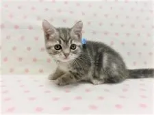 アメリカンショートヘア【広島県・男の子・2020年5月1日・ブルータビー】の写真2