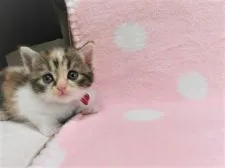 マンチカン(長足)【広島県・女の子・2021年4月25日・キャリコ】の写真2