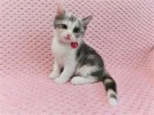 マンチカン(長足)【広島県・女の子・2020年12月11日・ダイリュートキャリコ】の写真3