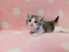 スコティッシュフォールド(立ち耳)【広島県・男の子・2019年1月19日・ブルータビー&ホワイト】の写真3