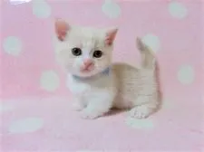 マンチカン(短足)【広島県・男の子・2020年2月11日・クリーム&ホワイト】の写真3