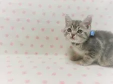 アメリカンショートヘア【広島県・男の子・2020年5月1日・ブルータビー】の写真4