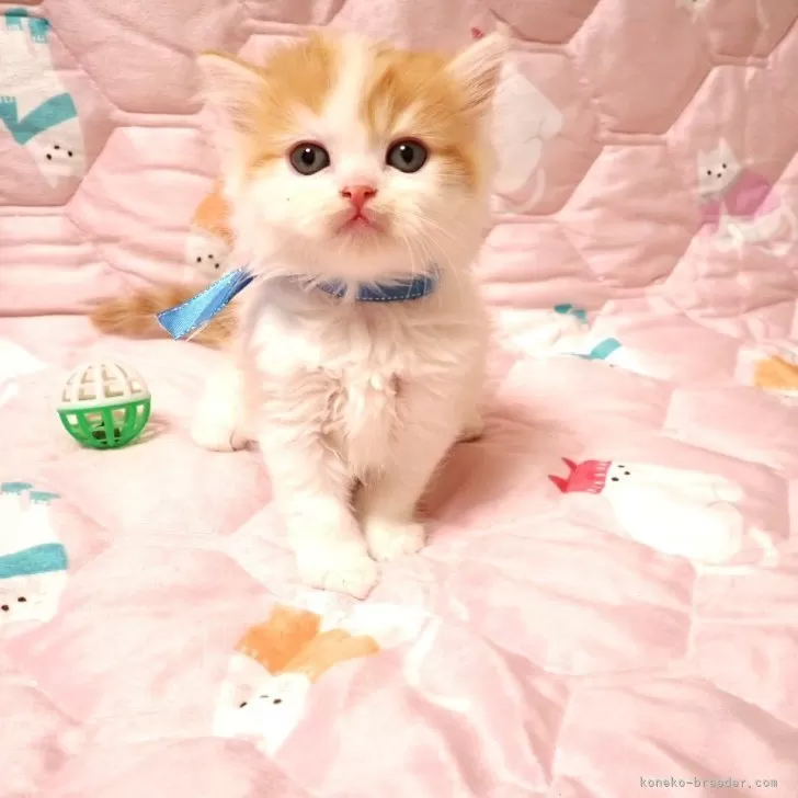 ミヌエット(長足)【広島県・男の子・2025年10月15日・レッド&amp;ホワイト】の写真1