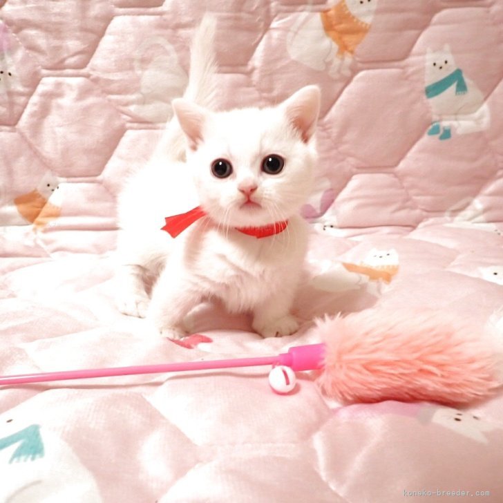 ブリーダー画像