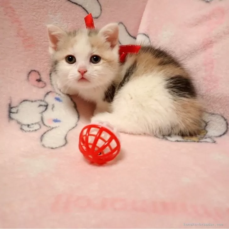 ID：2504-01447の子猫