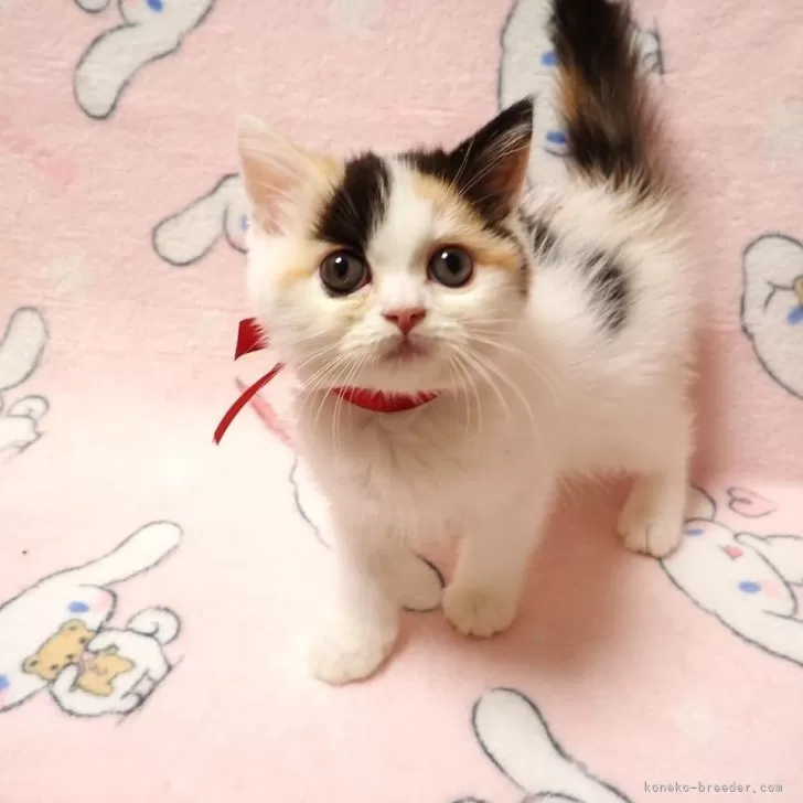 ID:2507-02567の子猫