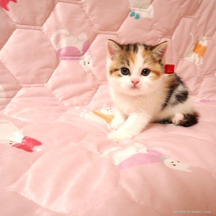 ブリーダー画像