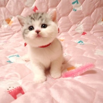 ミヌエット(長足)【広島県・女の子・2025年10月14日・シルバータビー&ホワイト（ショート）】の写真「💗ま～るいお顔の可愛らしい子💗」