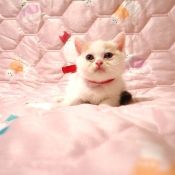 ミヌエット(長足)【広島県・女の子・2025年10月15日・キャリコ（ショート）】の写真「💗可愛らしいキャリコちゃん💗」