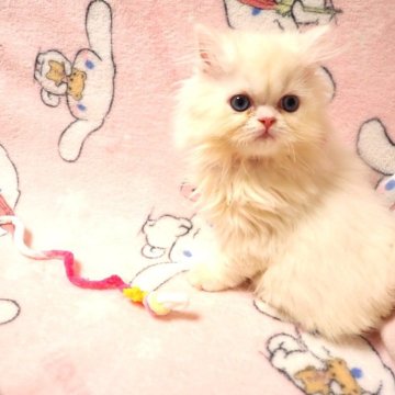 ミヌエット(長足)【広島県・女の子・2025年9月6日・ホワイト（ロング）】の写真「ブルーの目の色の可愛らしい子です💗」