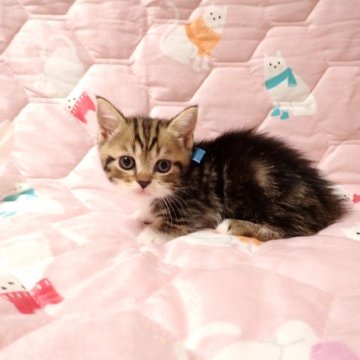 マンチカン(短足)【広島県・男の子・2025年11月1日・ブラウンタビー&ホワイト（ショート）】の写真「☆可愛らしいお顔の男の子です☆」