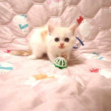 ミヌエット(長足)【広島県・男の子・2025年10月15日・レッド&ホワイト（ショート）】の写真「☆きれいな毛色の子です☆」