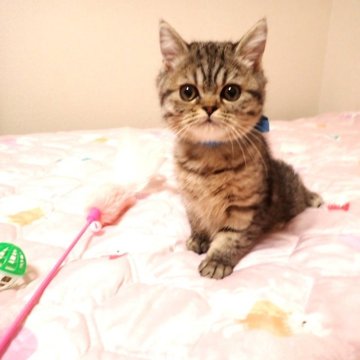 ミヌエット(長足)【広島県・男の子・2025年8月25日・ブラウンタビー（ショート）】の写真「可愛らしいお顔の男の子です☆」