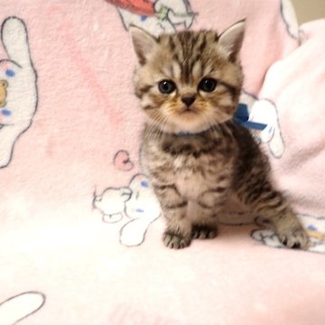 ミヌエット(長足)【広島県・男の子・2025年8月25日・レッドタビー（ショート）】の写真「可愛らしいお顔の男の子です☆」