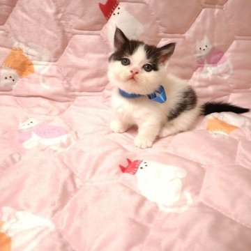 ミヌエット(短足)【広島県・男の子・2025年10月15日・ブラックスモーク&ホワイト（ショート）】の写真「可愛らしい短足くん」