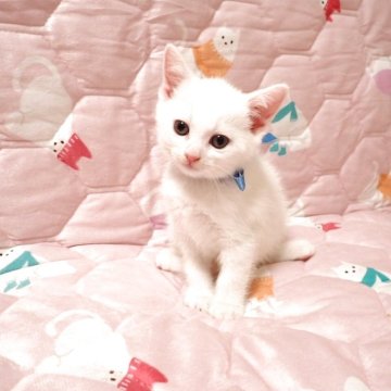 マンチカン(長足)【広島県・男の子・2025年11月1日・ホワイト（ショート）】の写真「☆真っ白な毛色の子です☆」